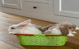 Mini Lop rabbits for sale: Beautiful mini lop rabbits - Image 2