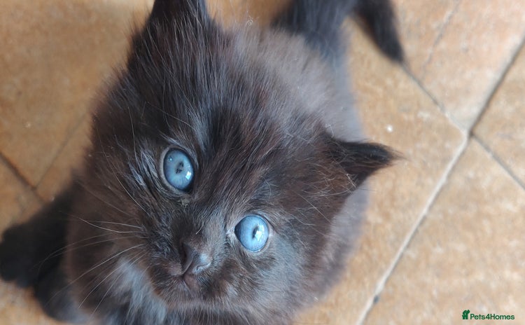 Mixed Breed cats - Advert 3
