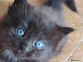 Mixed Breed cats - Advert 35