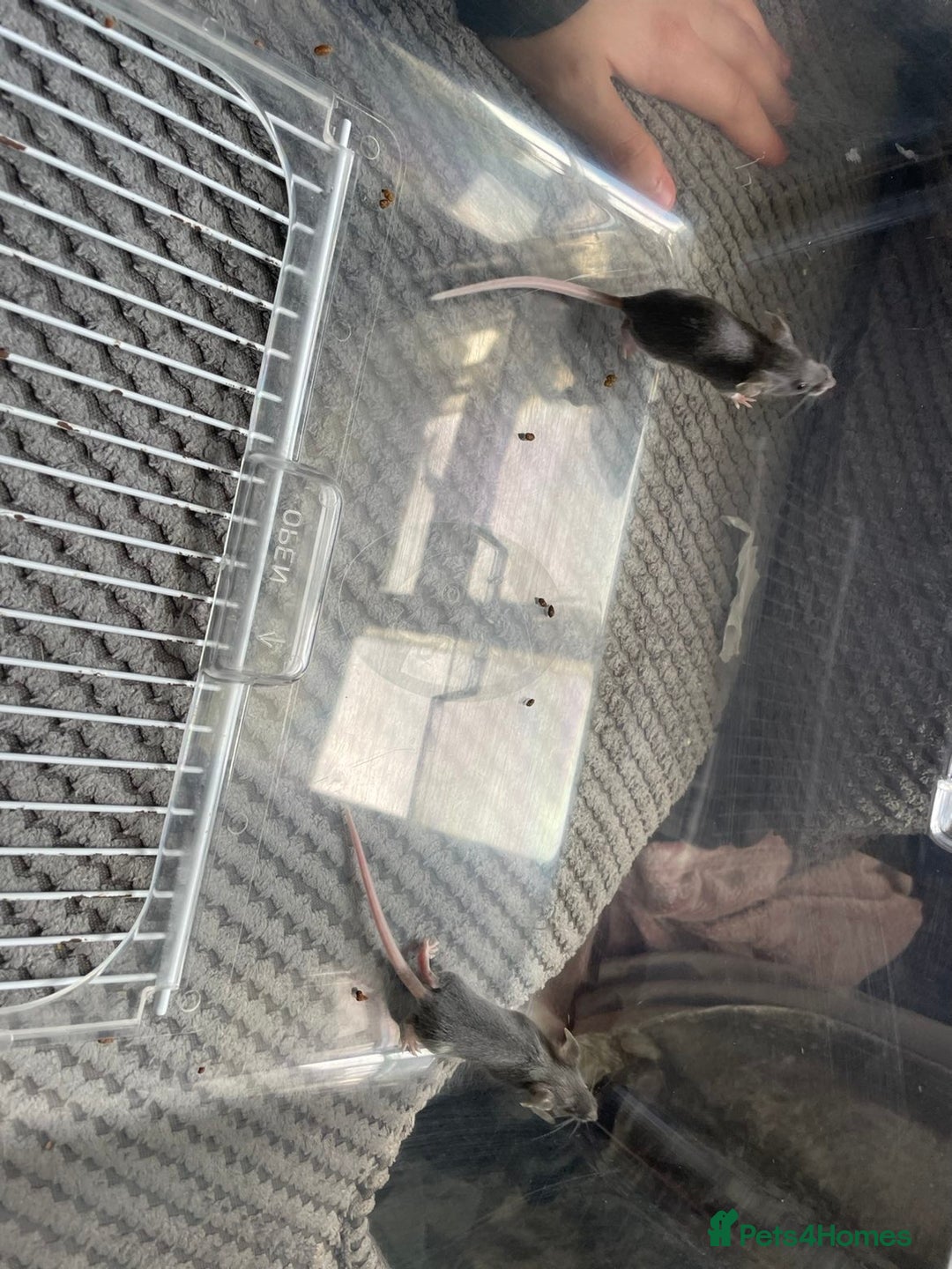 Mouse rodents for sale: Male mice free to a good home  - Image 4