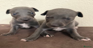 Whippet dogs - Advert 11