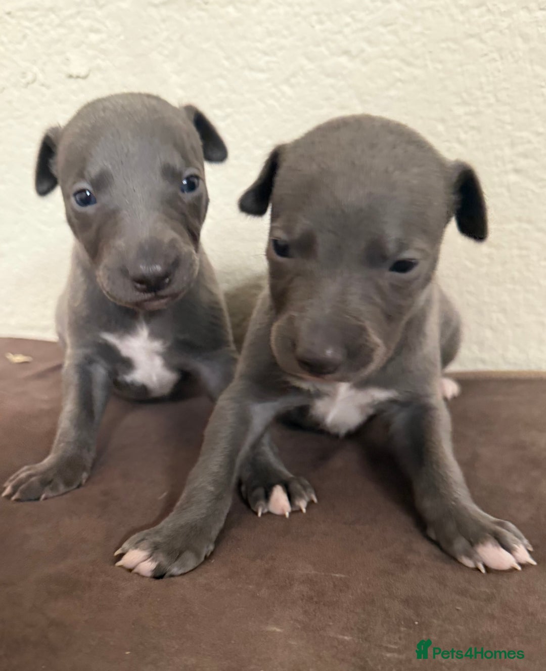 Whippet dogs for sale: 	“KC Reg Blue Boy's  – Absolutely Adorable!” - Image 4