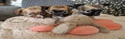 Chihuahua dogs for sale: Chihuahua puppy's  - Advert 7