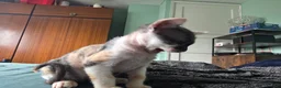 Sphynx cats for sale: Sphynx / Devon Rex Mix Kittens Ready Homes - Advert 26