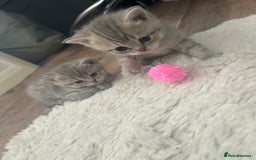 British Shorthair cats for sale: British shorthair kittens  - Image 11