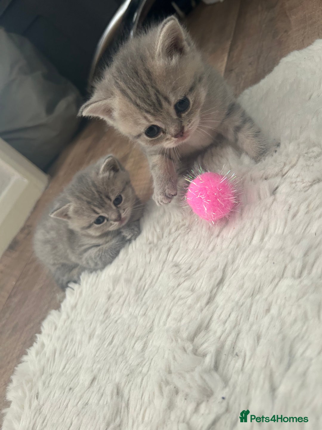 British Shorthair cats for sale: British shorthair kittens  - Image 11