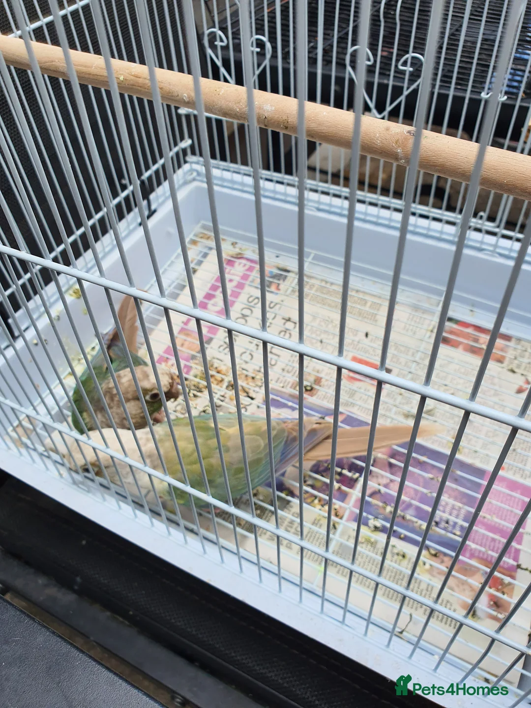Conures birds for sale: Breeding pair conures - Advert 4