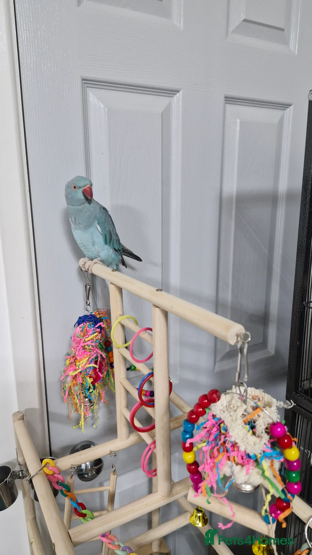 Ringnecks birds for sale: Blue ringnecked parakeet in Telford - Advert 2