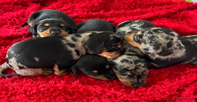 Dachshund dogs - Advert 7