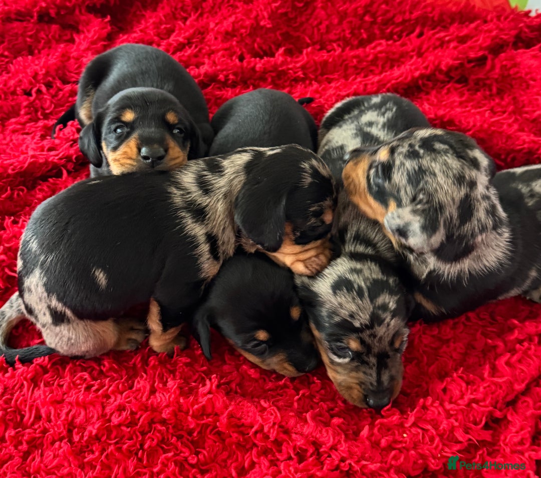 Dachshund dogs for sale: Pedigree Dachshund puppies PRA clear health tested - Image 3