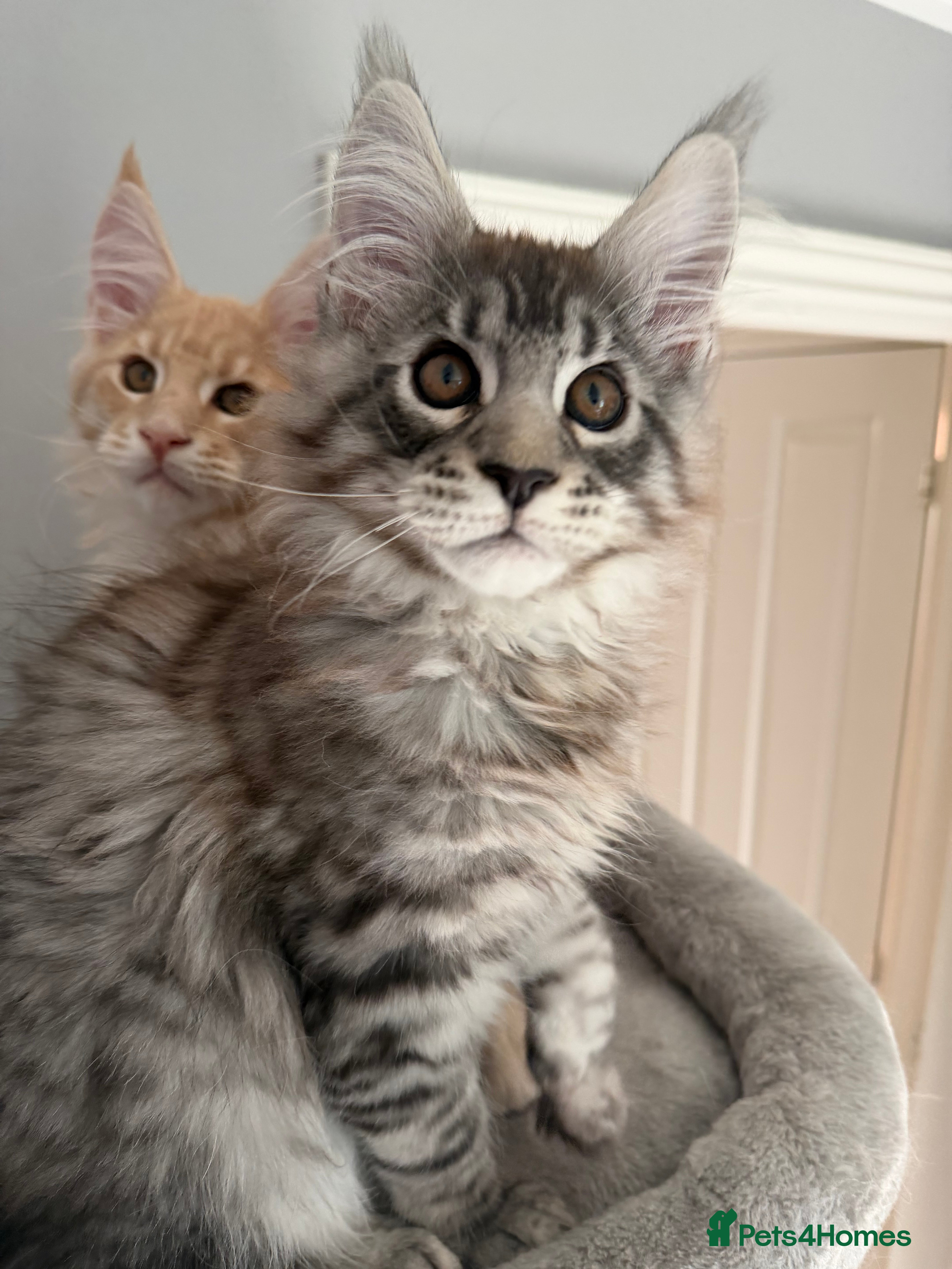 Maine Coon cats Pure Maine Coon Kittens GCCF reg - Advert 14