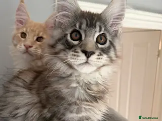 Maine Coon cats Pure Maine Coon Kittens GCCF reg - Advert 14