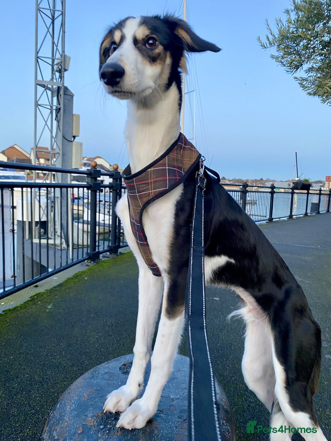 Mixed Breed dogs for sale: Gentle Saluki Cross Seeking Loving Home - Advert 6