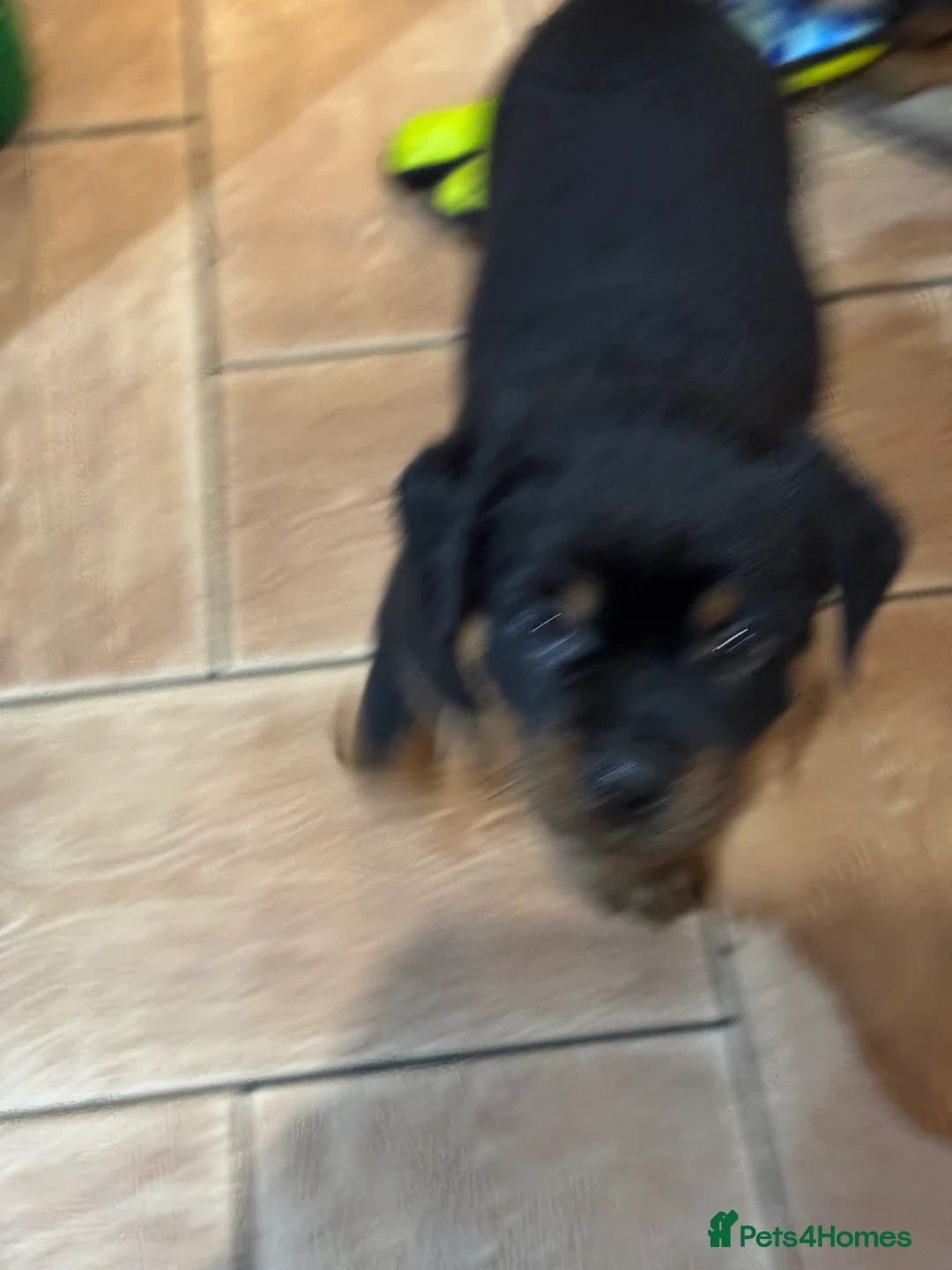 Rottweiler dogs for sale: Beautiful female Rottweiler  - Advert 6