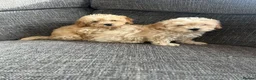 Cavapoochon dogs for sale: Cavapoochon puppies for sale  in Stoke-on-Trent - Advert 4