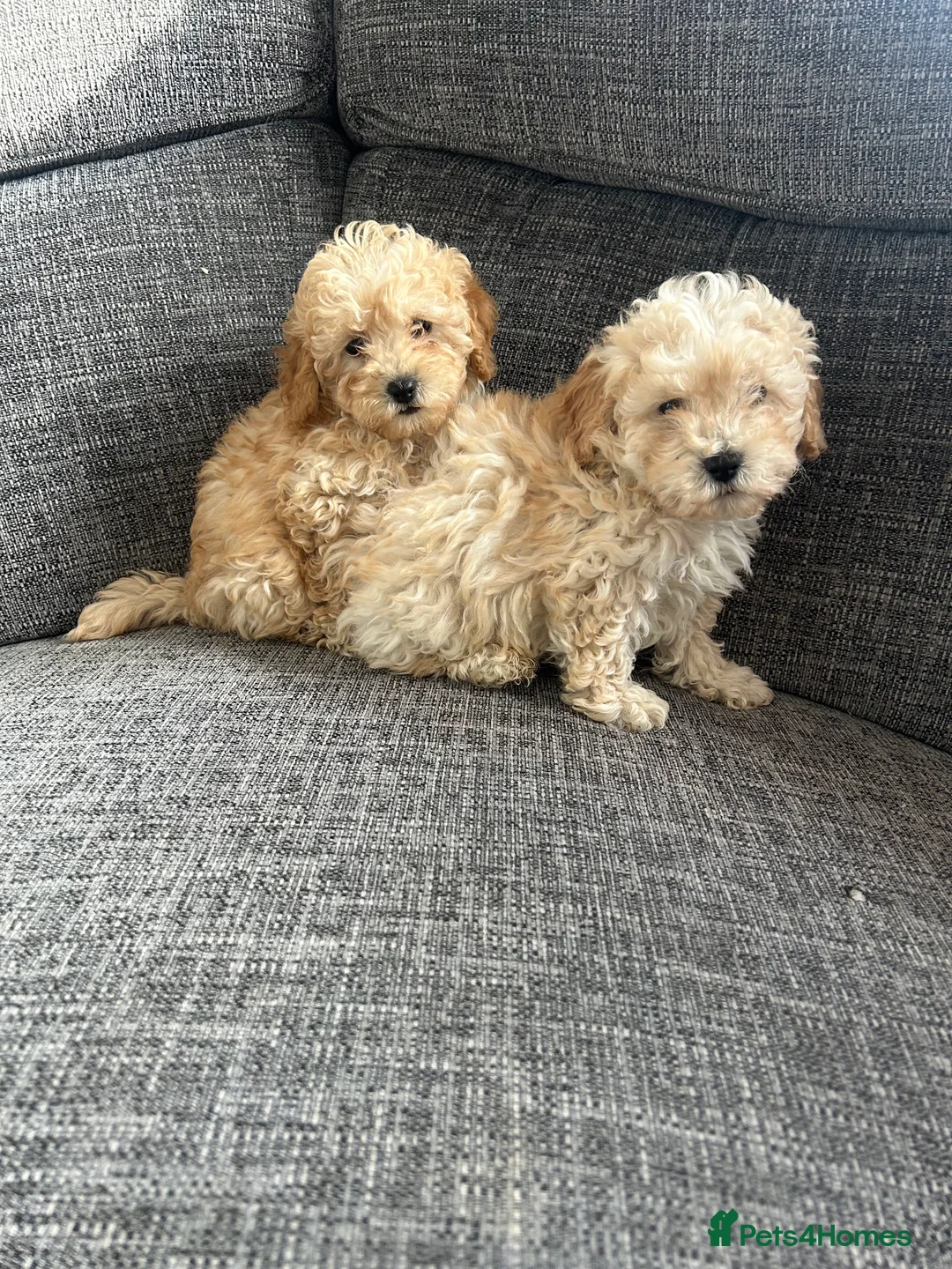 Cavapoochon dogs for sale: Cavapoochon puppies for sale  in Stoke-on-Trent - Advert 4