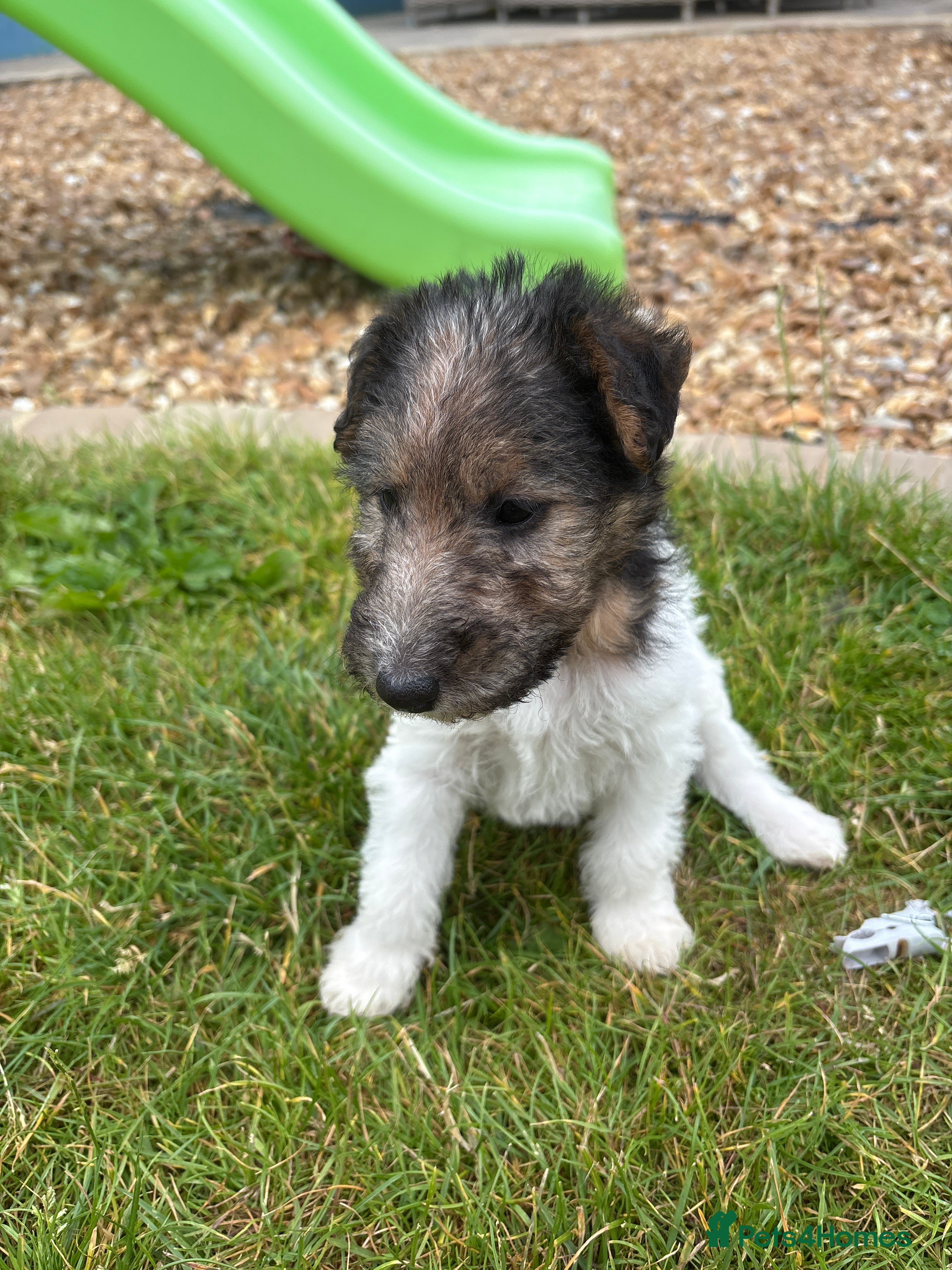 Fox Terrier dogs Fox terrier puppies kc registered  - Advert 2