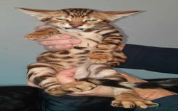Toyger cats for sale: STUNNING TICA REG, PEDIGREE TOYGER CUBS - Image 15