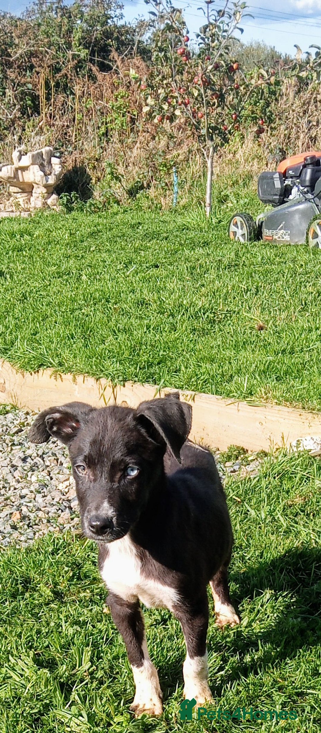 Mixed Breed dogs for sale: Bouncy beautiful puppies  - Image 3