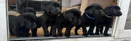 Labrador Retriever dogs for sale: Last 2 stunning kc reg black labradors - Advert 12