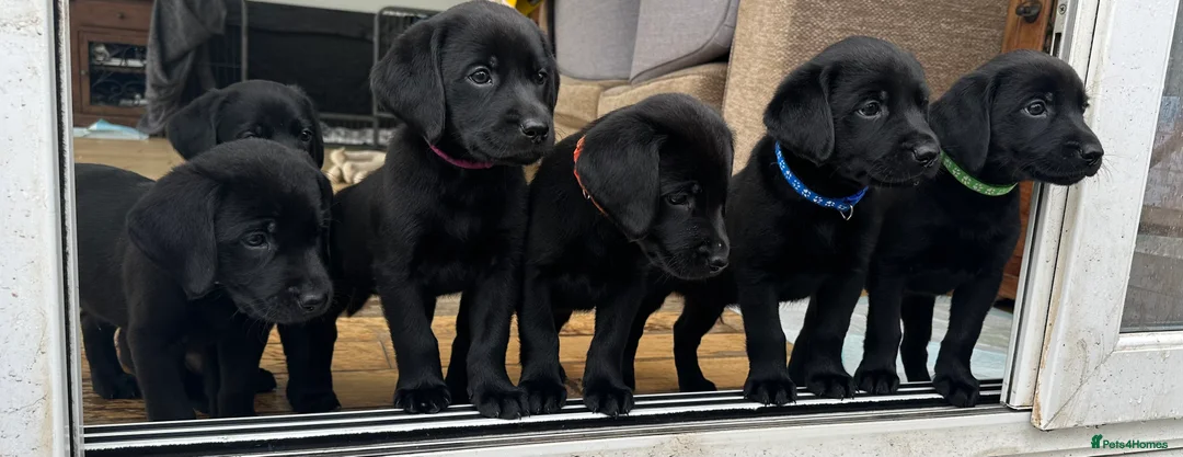 Labrador Retriever dogs for sale: Last 2 stunning kc reg black labradors - Advert 12