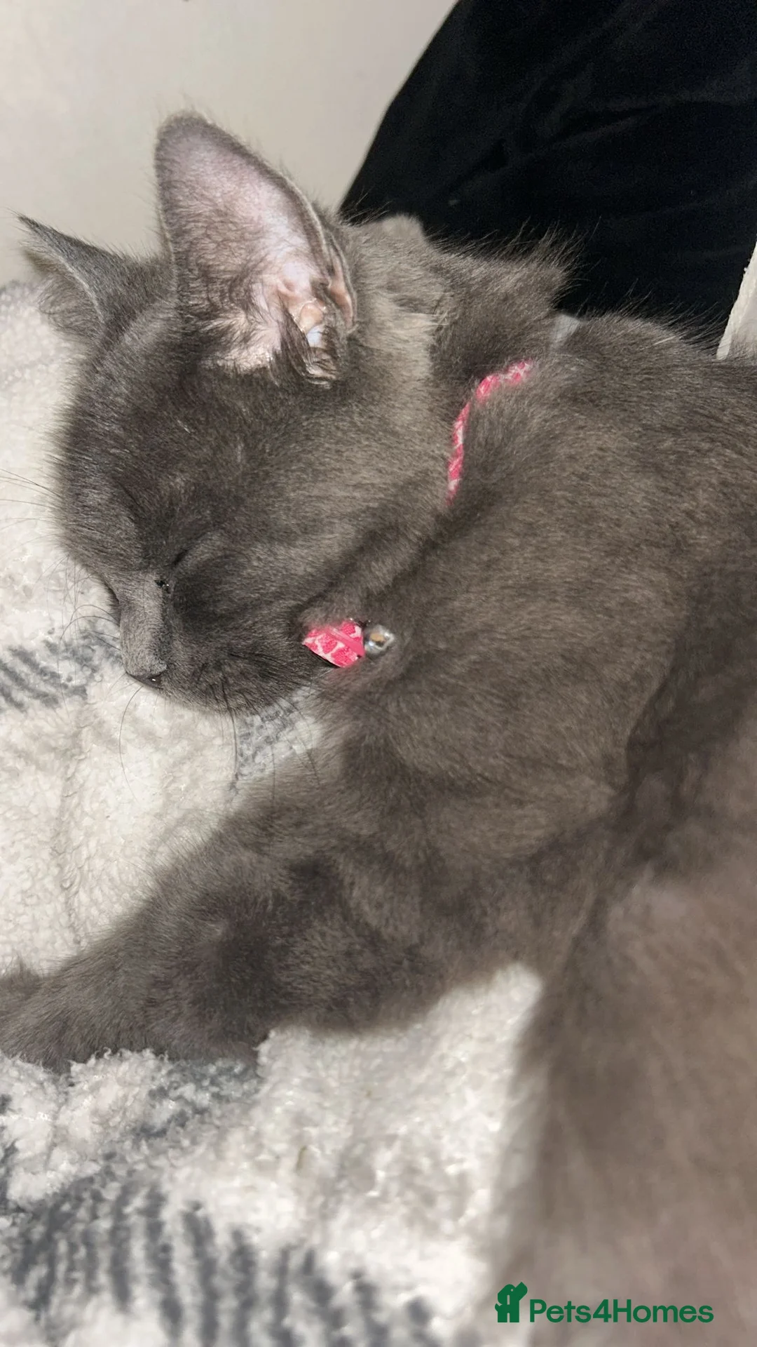 Mixed Breed cats for sale: Beautiful blue boy for sale  - Advert 2