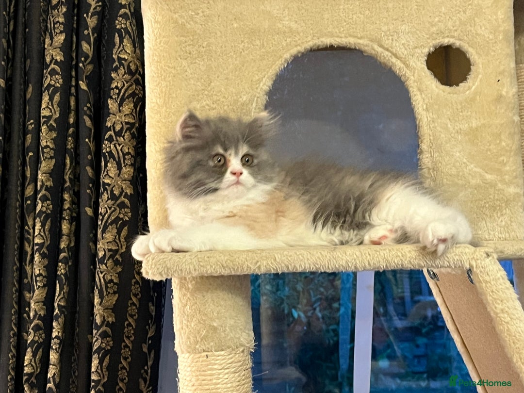 Persian cats for sale: Ready Now 2 Boys/1 Girl Persian Fluff Monsters - Image 22