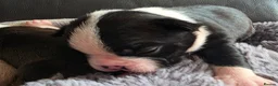 Boston Terrier dogs for sale: Ready now Stunning KC Boston Terrier puppies - Advert 38