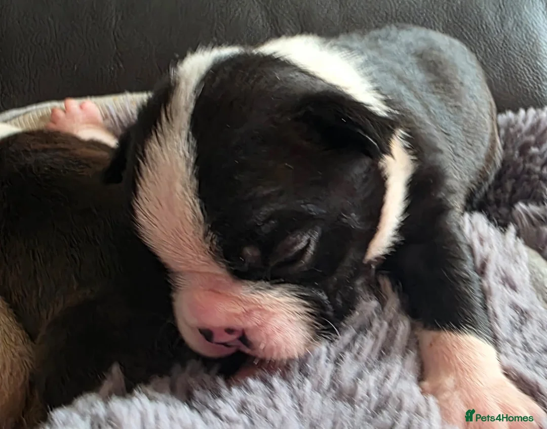 Boston Terrier dogs for sale: Ready now Stunning KC Boston Terrier puppies - Advert 38