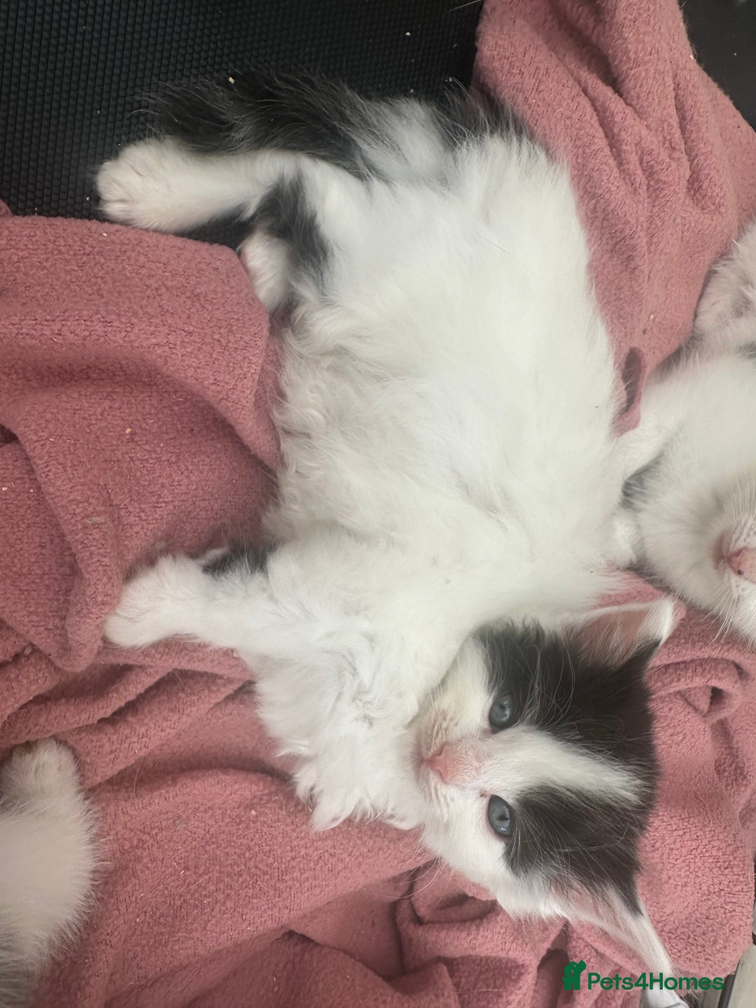 Mixed Breed cats for sale: Kittens - Image 2