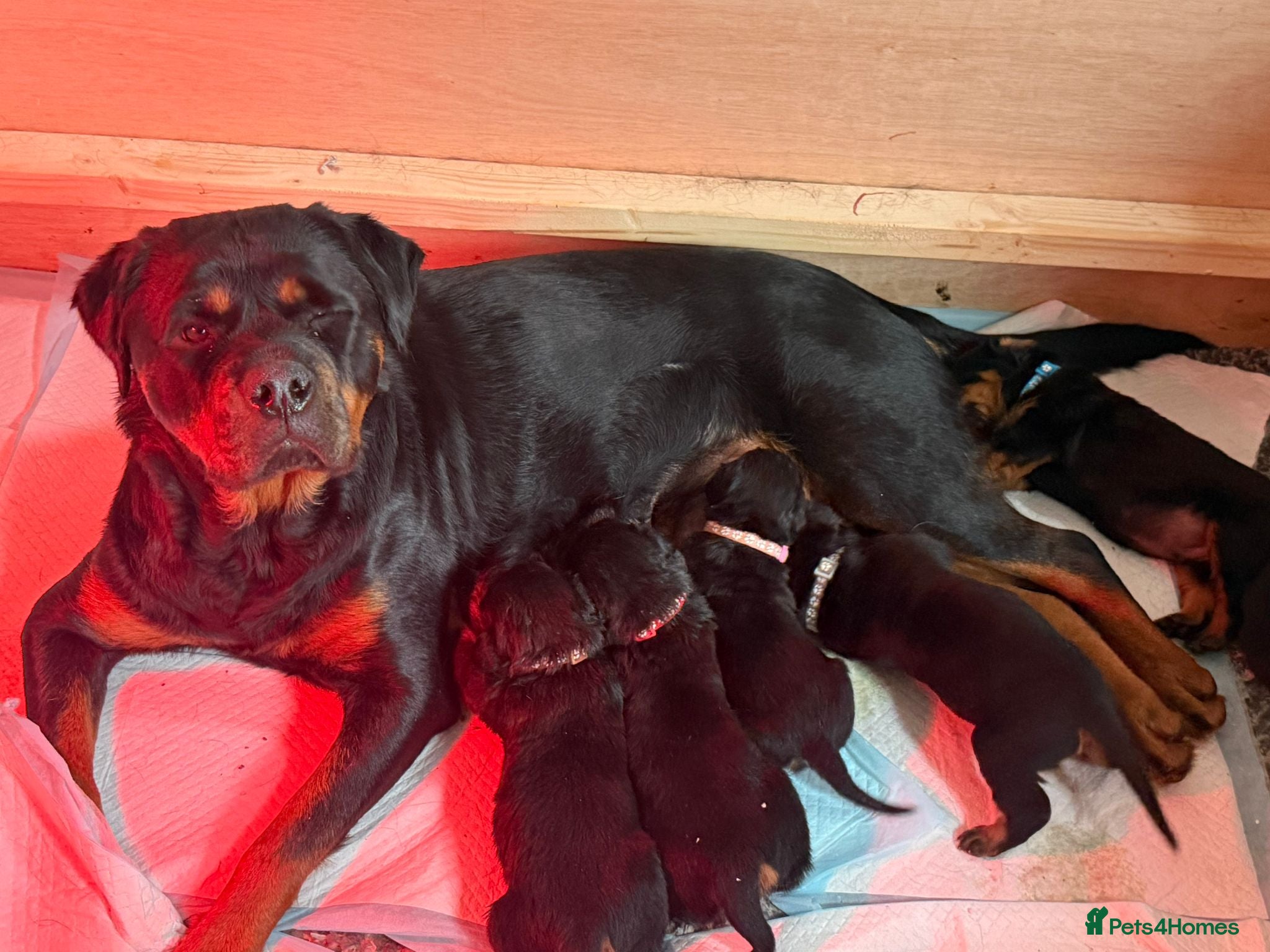 Rottweiler dogs for sale: Rottweiler puppy - Advert 1