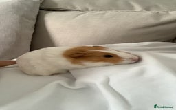 Guinea Pig rodents for sale: Guinea pig  - Image 3