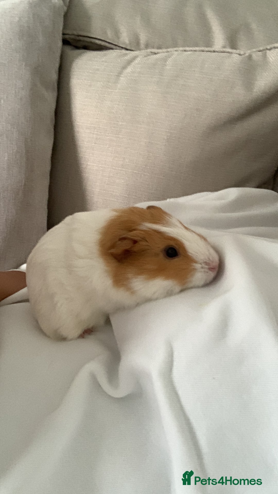 Guinea Pig rodents for sale: Guinea pig  - Image 3