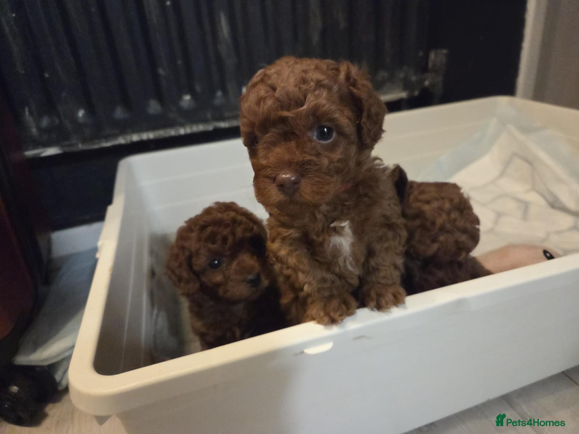 Poodle dogs Exceptional 2 boys & 2 girls  Toy Poodle Puppies  - Advert 2