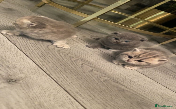 British Shorthair cats - Advert 8