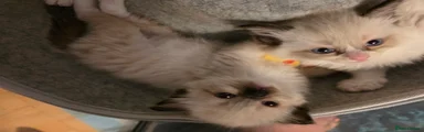 Ragdoll 5