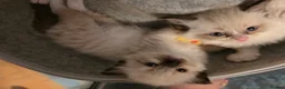 Ragdoll cats for sale: *3 left* Chunky cuddly ragdoll pedigree kittens - Advert 31