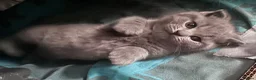 Brazilian Shorthair cats for sale: British Shorthair Kitten  - Advert 22