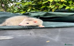 Ferret rodents for sale: Black eyed ferrets  - Image 8