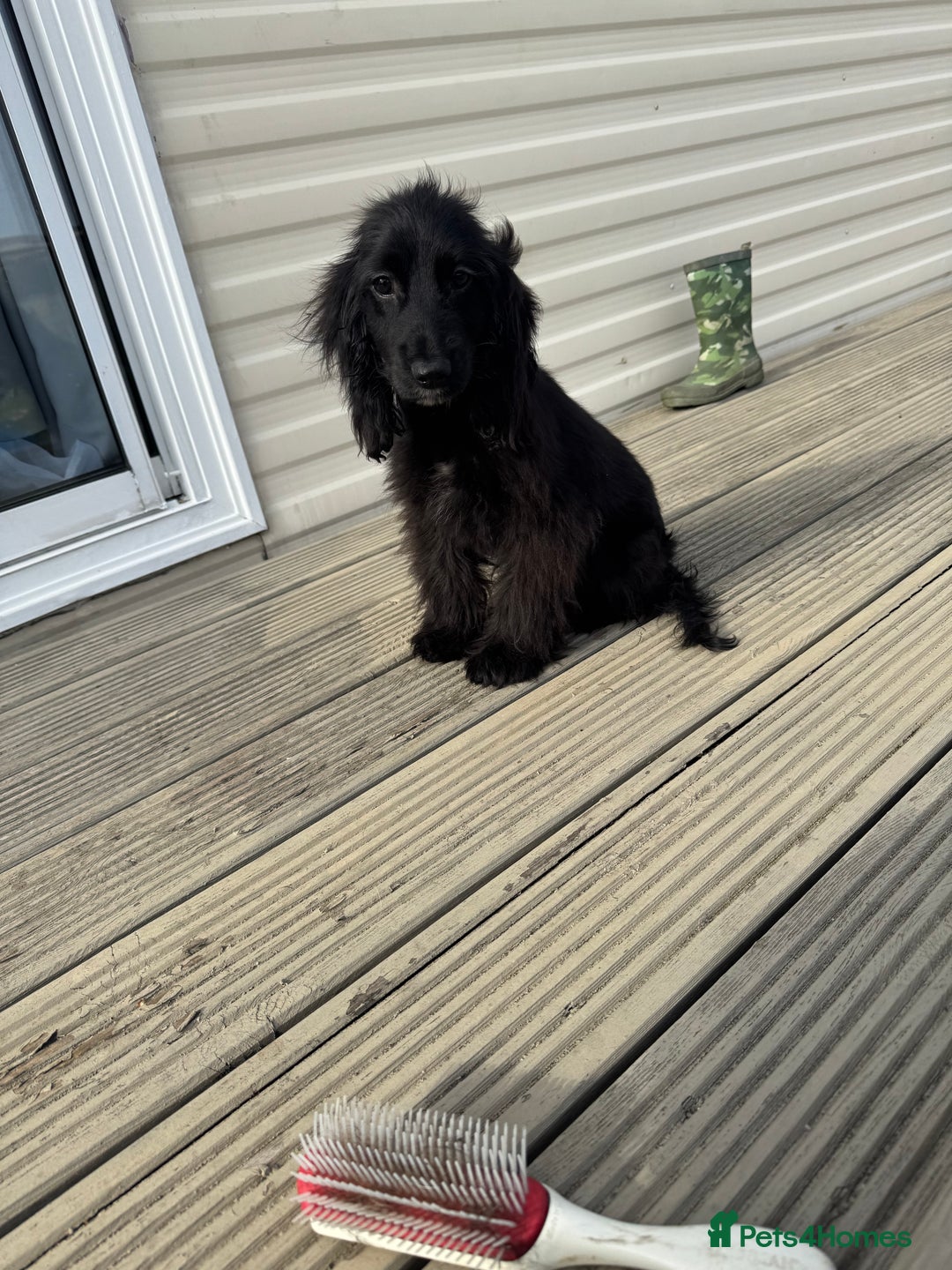 Cocker Spaniel dogs for sale: cocker spaniel two boy puppy’s left - Image 10