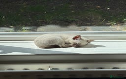 Siamese cats for sale: 2x 8 month old kittens - Siamese and BengalxTabby - Advert 7