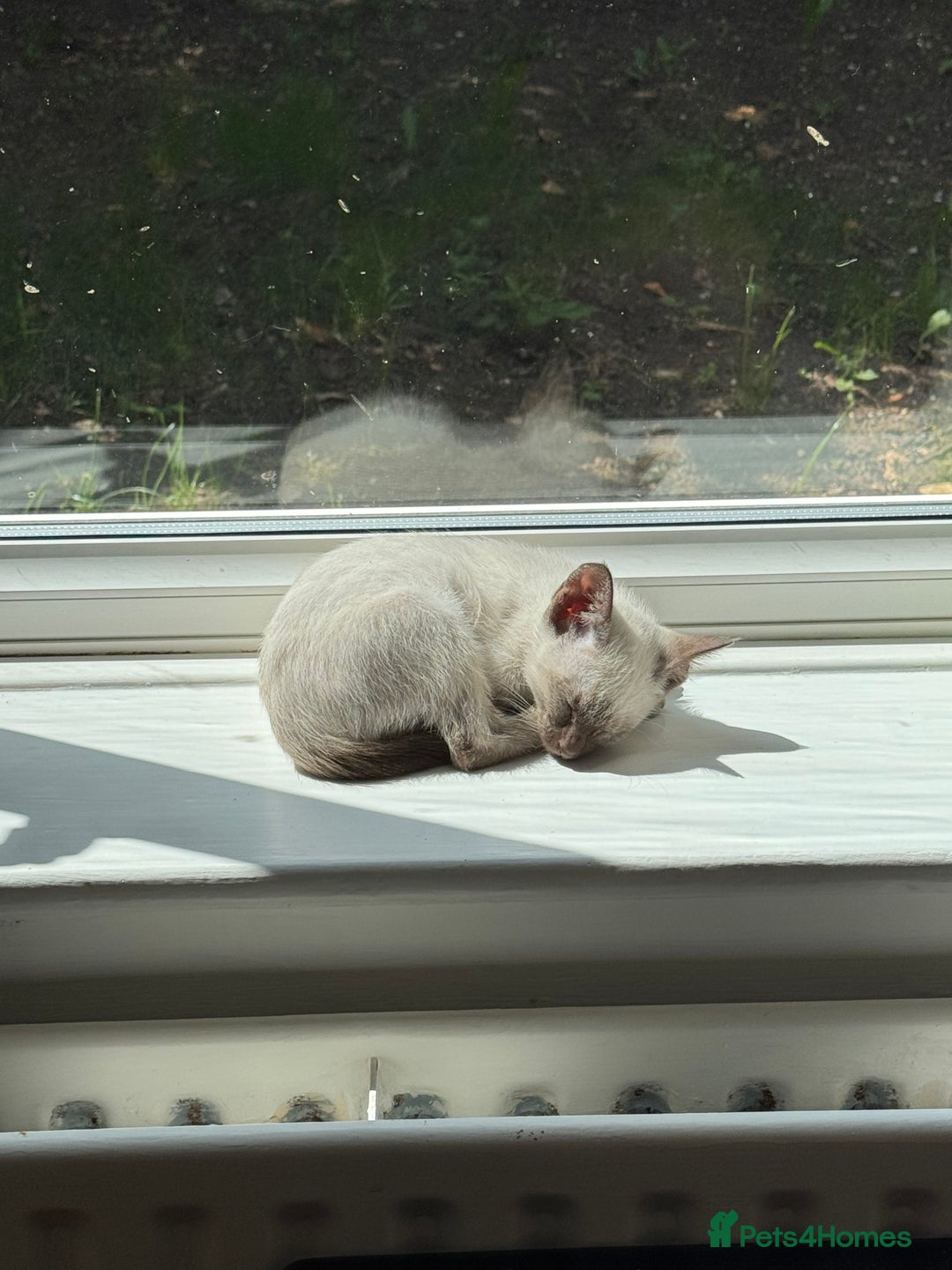 Siamese cats for sale: 2x 8 month old kittens - Siamese and BengalxTabby - Advert 7