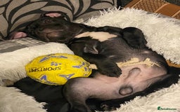 Staffordshire Bull Terrier dogs for stud: Staffordshire bull terrior - Image 2