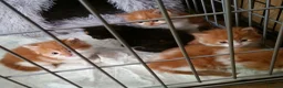 Mixed Breed cats for sale: Large Long Haired Kittens  Looking for good homes  - Advert 11