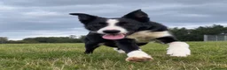 Border Collie dogs for sale: Mossy - beautiful male border collie - Advert 3