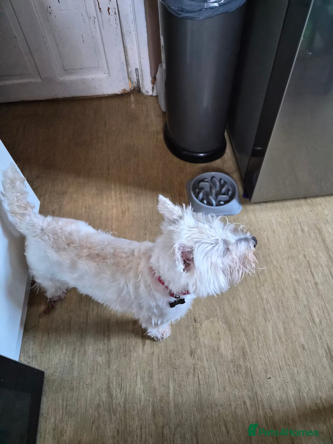 West Highland Terrier dogs for sale: Westie for sale £750 no offers. - Image 3