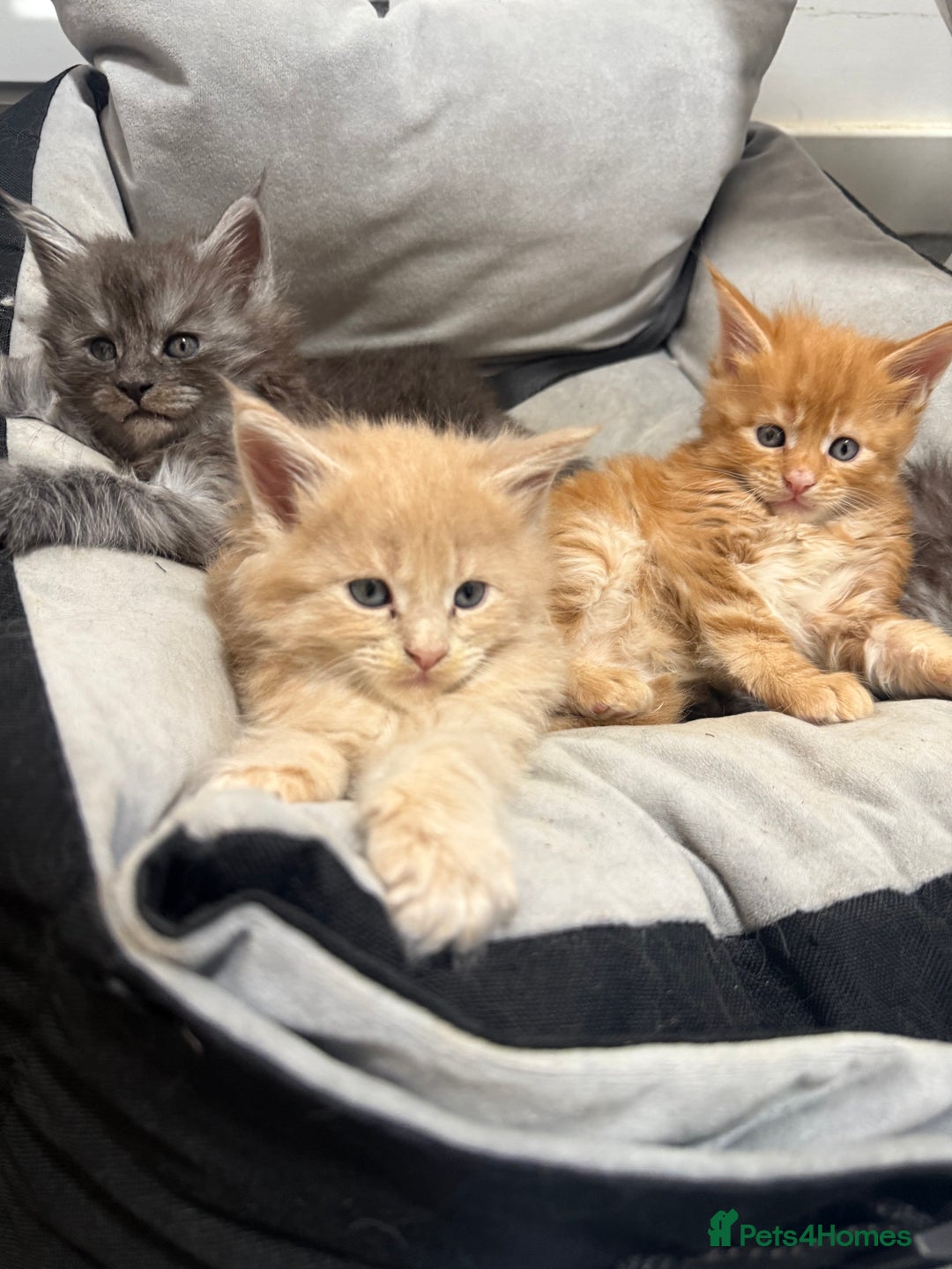 Maine Coon cats for sale: Beautiful main coon kittens for sale  - Advert 5