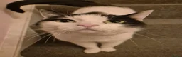 Domestic Shorthair cats for sale: Two 9 Year Old Cats in Leicester - Advert 4