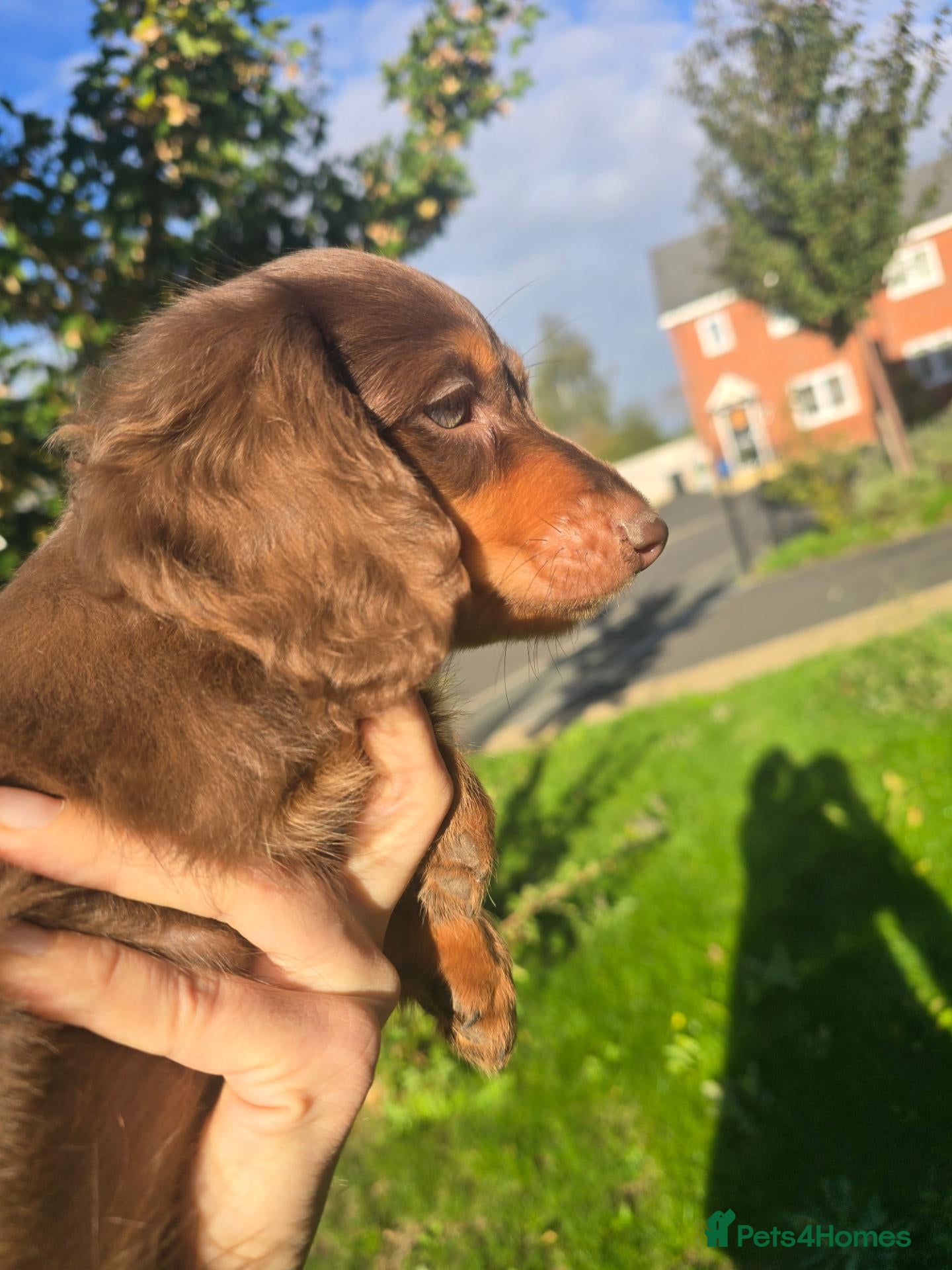 Miniature Dachshund dogs 2 Boys 💙💙9 weeks+2days today,collection any time - Advert 10