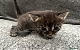 Bengal cats for sale: Russian Blue Bengal Kittens - Image 28